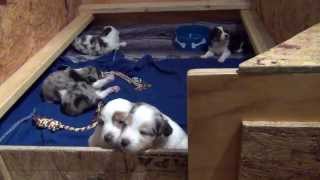 Australian Shepherd Puppies at 4 weeks old by WinniesAussiePups 5,557 views 10 years ago 1 minute, 9 seconds