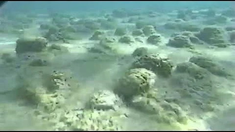 Comment se forment les stromatolites ?