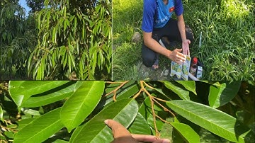 Cách trị rầy hiệu quả ! Giúp lá to - xanh - dầy đơn giản