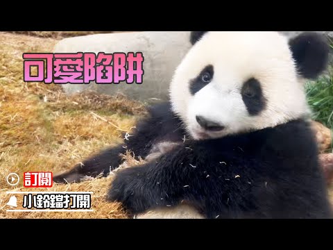 《熊貓早晚安》糟糕！掉進“得得”的可愛陷阱了 | iPanda熊貓頻道