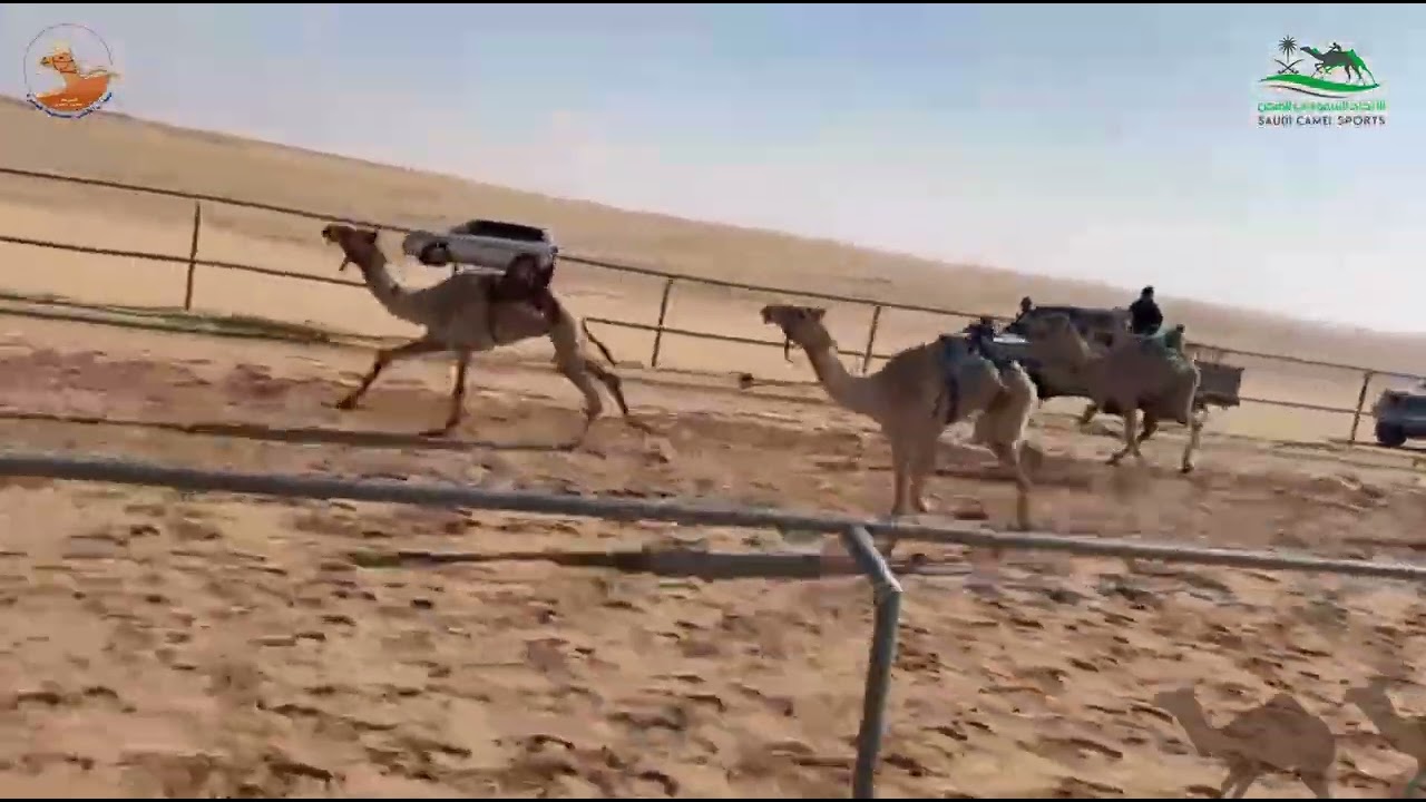 الشوط الثاني بكار حقايق /  صوغه  ندا عساف العنزي