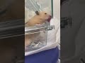 よく見たら舐めててこれ #hamster #ハムスターのいる生活 #fyp #shorts