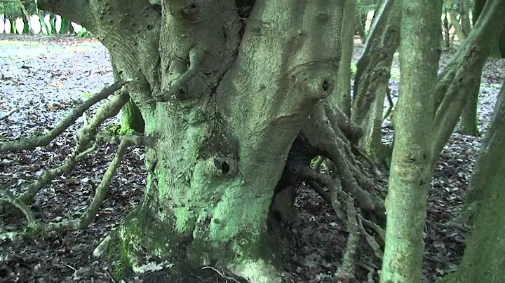 Layering old holly pollard