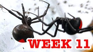 Redback Spider Spiderlings Now Bigger & Mystery False Widow Week 11