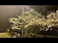 2022-4-4山陰の桜