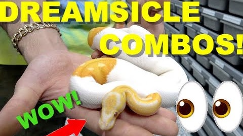 Popsicle Snake?! Rare Dreamsicle Ball Python Combos!