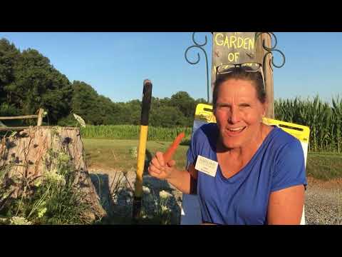 Video: Hierba de encaje de la reina Ana: información sobre el encaje de la reina Ana de Daucus Carota