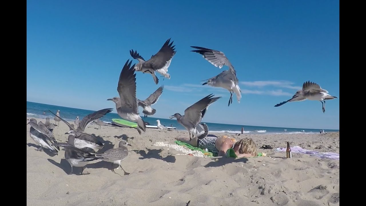 MOM SLEEPS THRU SEAGULL ATTACK PRANK!!