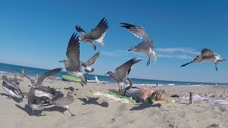 MOM SLEEPS THRU SEAGULL ATTACK PRANK!!
