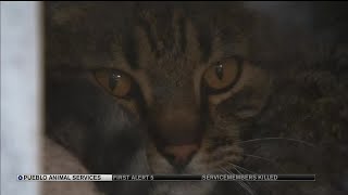 Pueblo City Council addressing animal shelter issues in Monday meeting