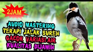 MASTERAN JALAK SUREN GACOR FULL ISIAN - TERAPI JALAK SUREN MACET BUNYI ALIRAN AIR