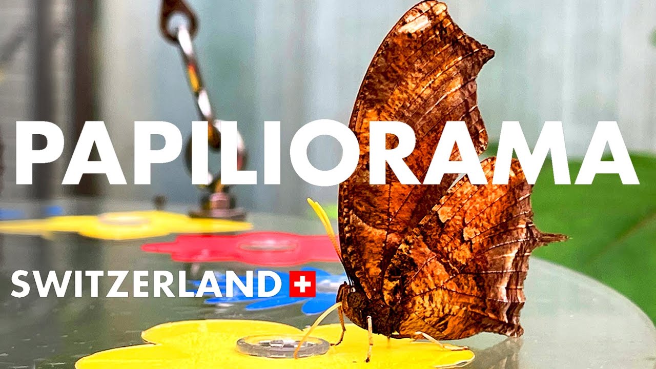 Love Swiss Butterflies | Papiliorama | Best for a day trip | Travel in Switzerland