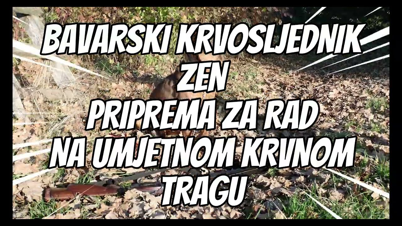 BAVARSKI  KRVOSLJEDNIK  ZEN  PRIPREMA ZA RAD NA  KRVNOM TRAGU