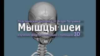 Лепка мышц шеи(Необходимый опыт в постижении художником особенностей реалистичной передачи характерных движений шеи..., 2014-09-20T08:50:01.000Z)