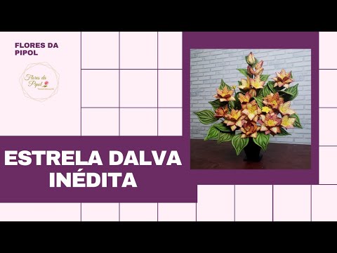 ESTRELA DALVA - FLORES DA PIPOL - thptnganamst.edu.vn