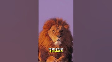 Unleash Your Inner Lion: Achieve Anything