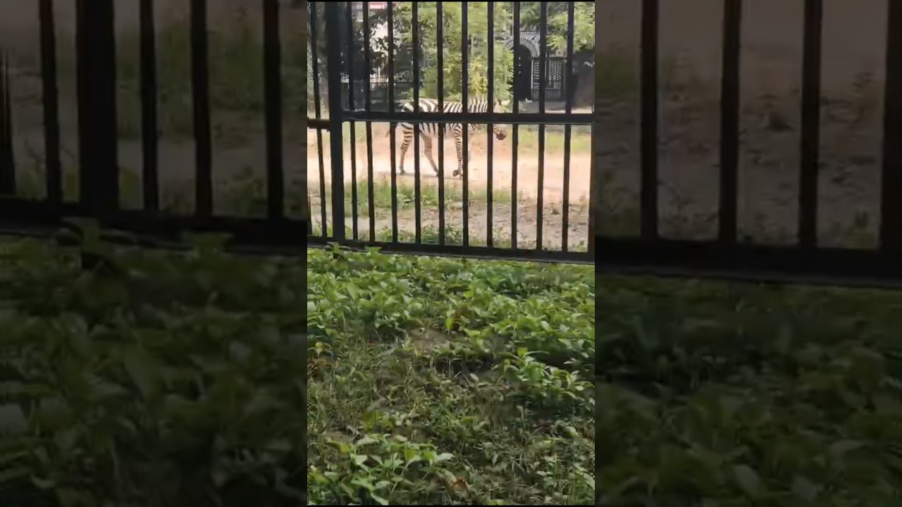 Kolkata Zoo – India’s Oldest and Most Beautiful Zoo! 