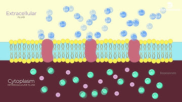 Generation and Conduction of Nerve Impulse | Simplified | Class 11 | NCERT Biology #neet #biology