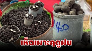 เห็ดเผาะหน้าฝน | อมรินทร์อัปเดต