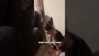 What do you want to say?#dog#funny#pet #life