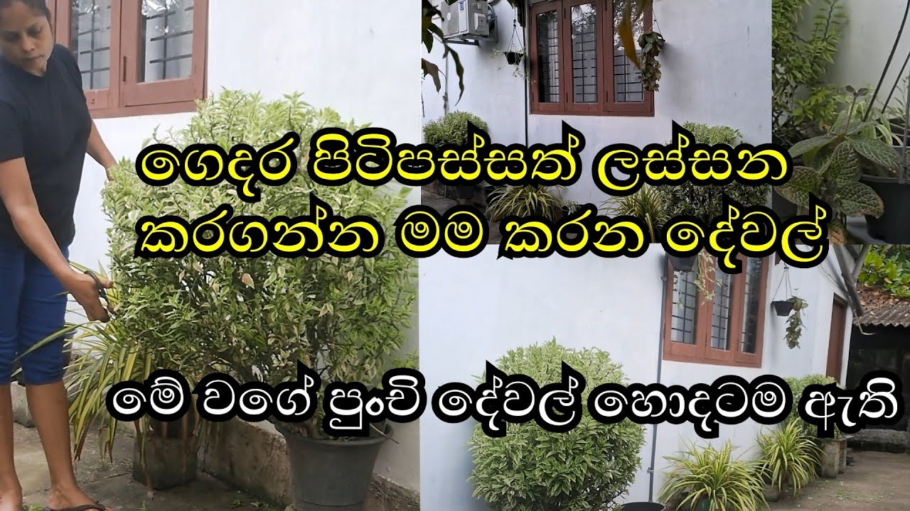 ගෙදරක පිටුපසත් ලස්සන කරගන්න මේ වගේ පුංචි දේවල් කරලා බලන්න 🏕️