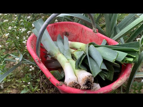 Video: Coltivare i porri: come coltivare i porri in giardino