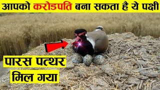 Download Lagu What is the secret behind the eggs of the lapwing and the philosopher's stone that turns iron int...