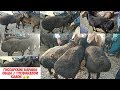 гусфандхои хисори калон калон 👍 /Гиссарские овцы бараны большие Душанбе ленинский базар