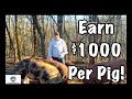 Make Money With Pastured Pigs - Earn Over $1000 in 6 Months