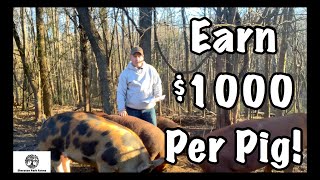Make Money With Pastured Pigs  Earn Over $1000 in 6 Months