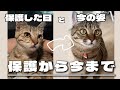【保護猫】花火大会で保護した子猫のその後の生活を報告します