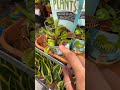 #garden #uk #plants