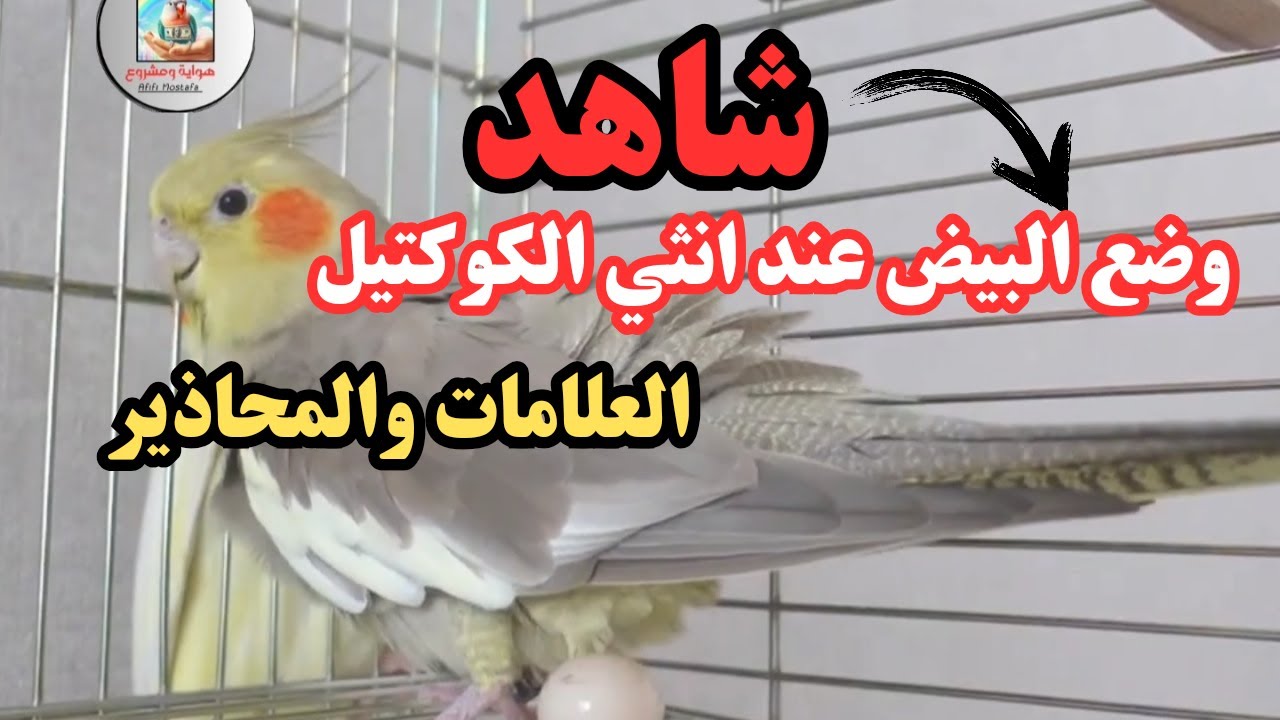 شاهد وضع البيض عند عصافير الكوكتيل العلامات