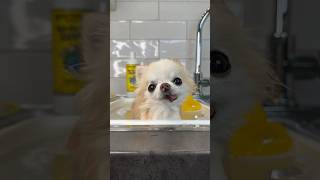 ✨Cutest✨tiny dog bath time sneezes  #chihuahua #cutedogs #funnydog #sneezing