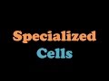 Specialized Cells in Plants and Animals: Functions and Features