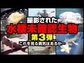 【映像】撮影された水棲未確認生物 第3弾