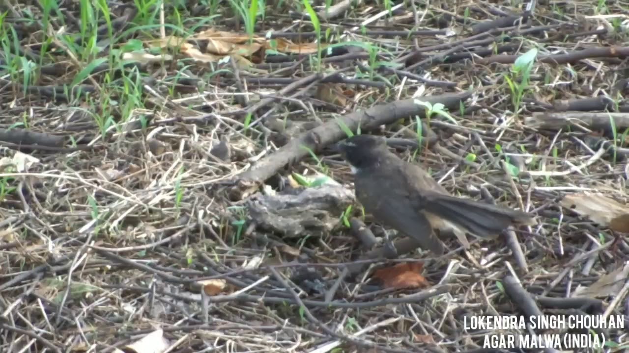 White-throated fantail flycatcher /Rhipidura albicollis /चकदिल/Agar