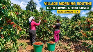 The Season is Due, Harvesting Coffee in my Village & Doing Morning Routine 