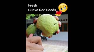 Fresh guava in the garden