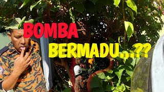 Bomba bermadu?? | madu tiga -