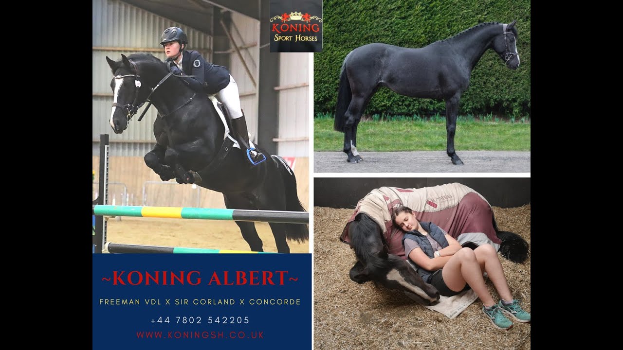 Koning Albert, Black Rabicano KWPN Licenced Stallion