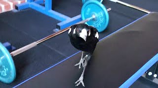 MAGPIE IN MY GYM | Part 4 | This is not going to work...
An adorably chaotic 7 part series with magpies, kookaburras, king parrots, chickens, and ducks!
Part 1: https://youtu.be/Xg-4f2Xgy4I
Part 2: https://youtu.be/hthxbjB75pE
Part 3: https://youtu.be/46O-06ypLMQ
Part 4: https://youtu.be/m5GSR3H6JSg
Part 5: https://youtu.be/1Ah6Ri2A7kk
Part 6: https://youtu.be/x4jYwlbrIeE
Part 7: Coming soon...
Subscribe for weekly Aussie bird videos! 🦜
If you would like to support Australian wildlife and the production of future videos you can buy me a $1 coffee here: www.buymeacoffee.com/bboa
50% of the funds will be donated to various wildlife charities and the other 50% will go towards production costs of future videos allowing me to create higher quality videos showcasing a wider range of Australian animals.
Weve donated $200 to Wildlife Victoria, $200 to North Queensland Wildlife, $100 to A Better Life for Foster Kids, $400 to rare genetic diseases + $728 donated from our amazing fans.
Please check with your local wildlife experts before offering any food to the native wildlife in your area. What I offer these birds is an occasional treat and only a tiny portion of their overall diet.
More information can be found at these resources:
https://www.brisbanebirdvet.com.au/wp-content/uploads/Good-Practice-when-Feeding-Wild-Birds.pdf
https://www.wombaroo.com.au/wp-content/uploads/2020/12/Wombaroo-Bird-Booklet.pdf
Backyard Birds of Australia Cute Birb Videos MAGPIE IN MY GYM | Part 4 | This is not going to work...