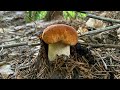 БЕЛЫХ ГРИБОВ ОЧЕНЬ МНОГО,НАСТОЯЩЕЕ НАШЕСТВИЕ! ИЮЛЬ 2020🍄