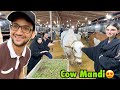 Cow Mandi pohanch gaye 😍 | cow pe dil agaya lelon Kia?