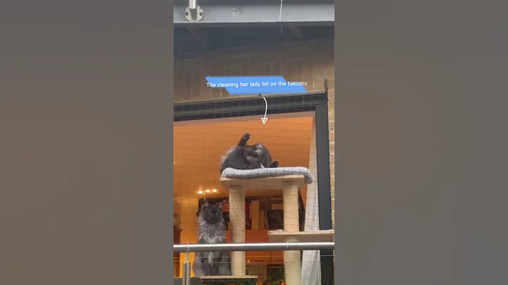 Watch the video about Which one is yours ? 😂😂 #mainecoon #cat #funnycats