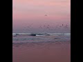 Perfection with Sunset, Waves, Birds At Seaside Oregon #blessed #solartzysflow