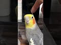 平常運行オカメインコ