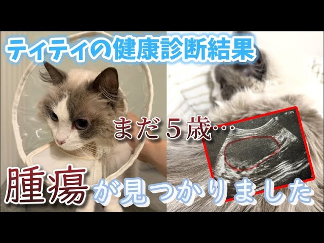 A tumor was found in Kuu-chan A veterinarian explains the most