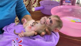 Finally Newborn Baby Monkey Remove C0rd On 3rd In New Home