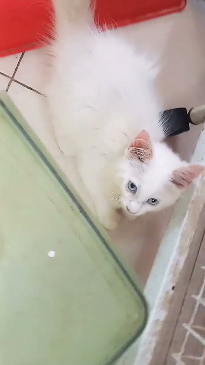 cat mju kut kutrgyy kyto kuhcshk